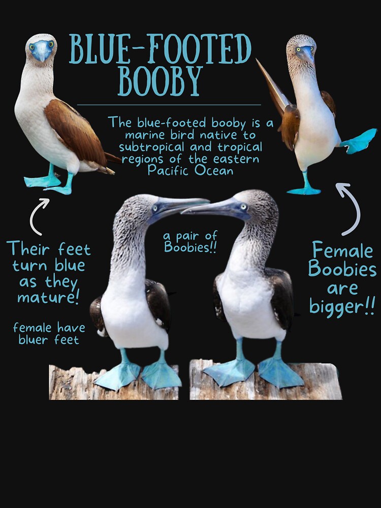 Blue-footed Booby Fun Fact by KyleNesas