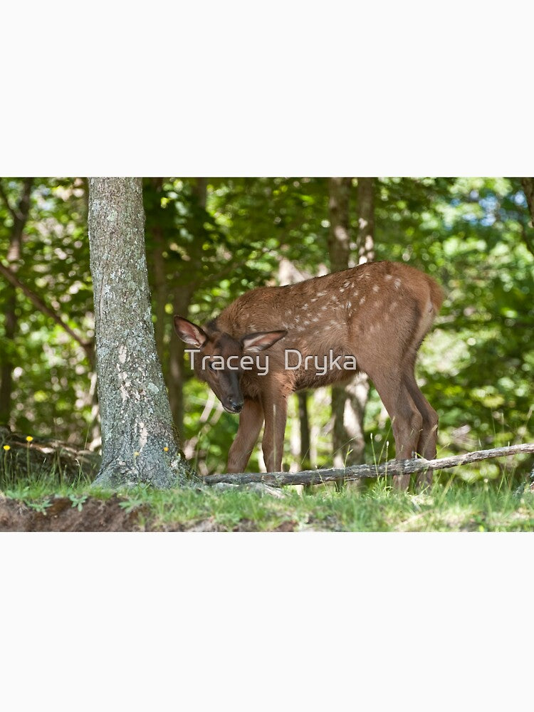 Baby Elk by Tracey Dryka