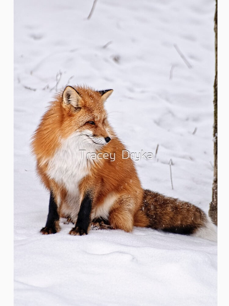 Red fox - Parc Omega, Montebello, PQ by Tracey Dryka