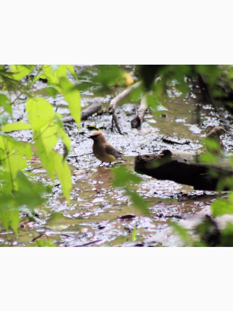 CEDAR WAXWING by BOLLA67