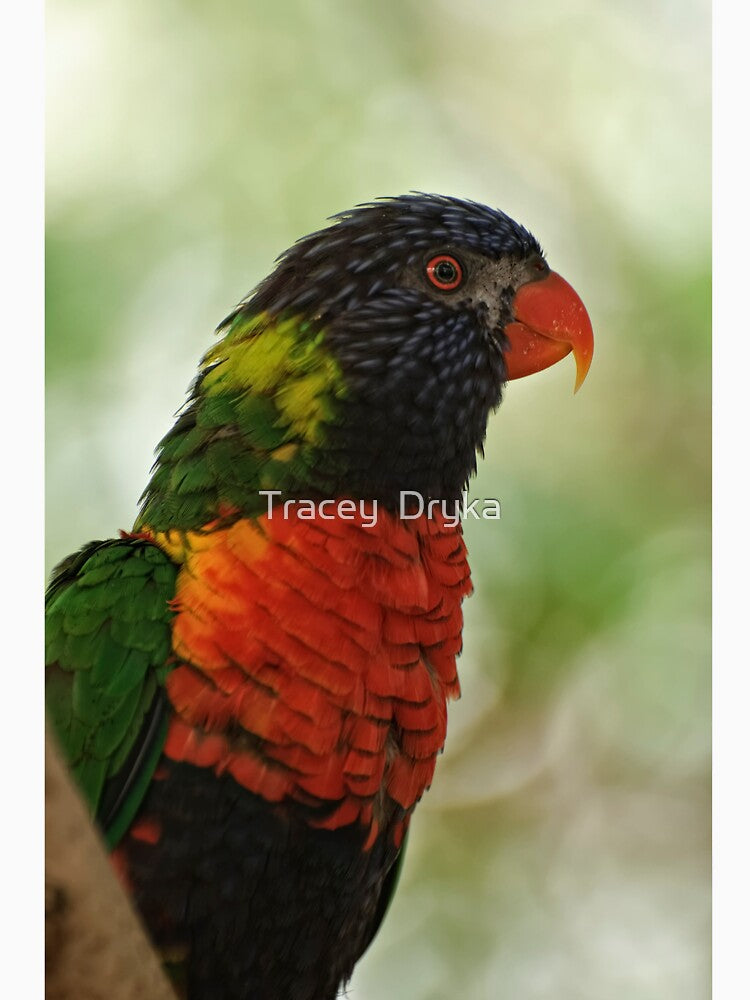 Did you say Nectar! by Tracey Dryka