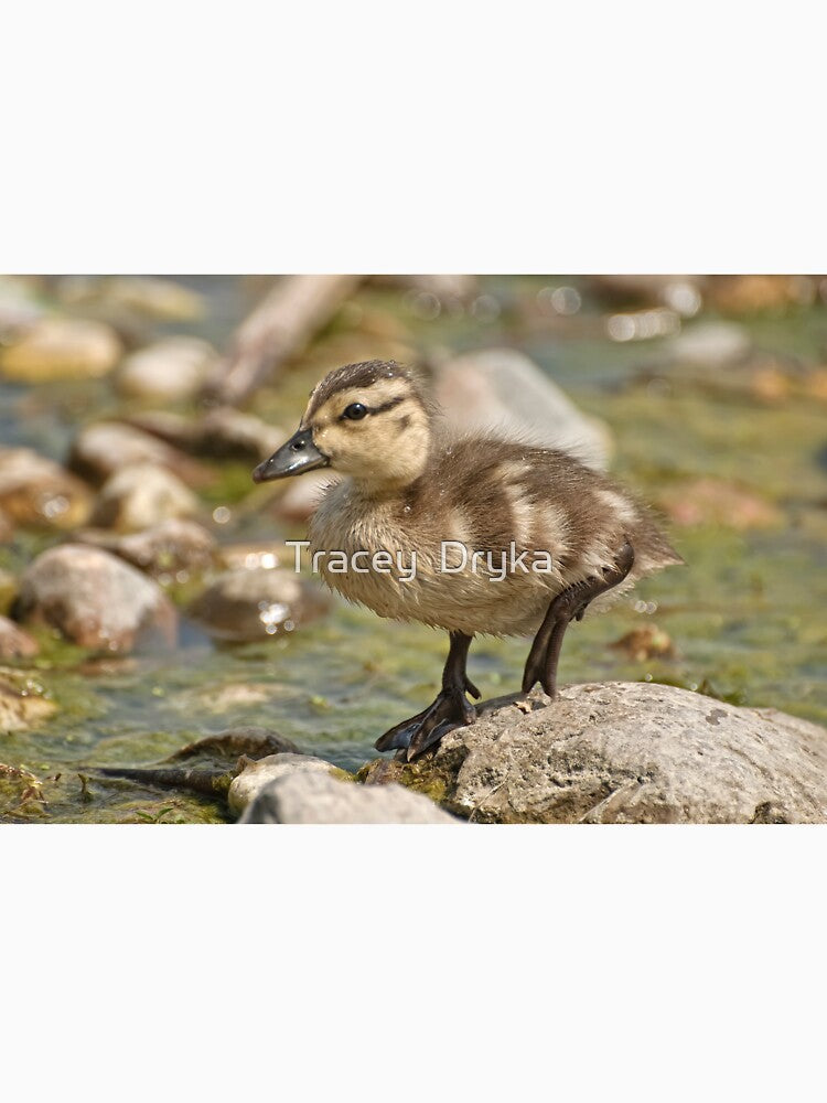 What's Quacking! by Tracey Dryka