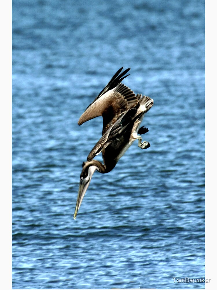 DIVING BROWN PELICAN by TomBaumker