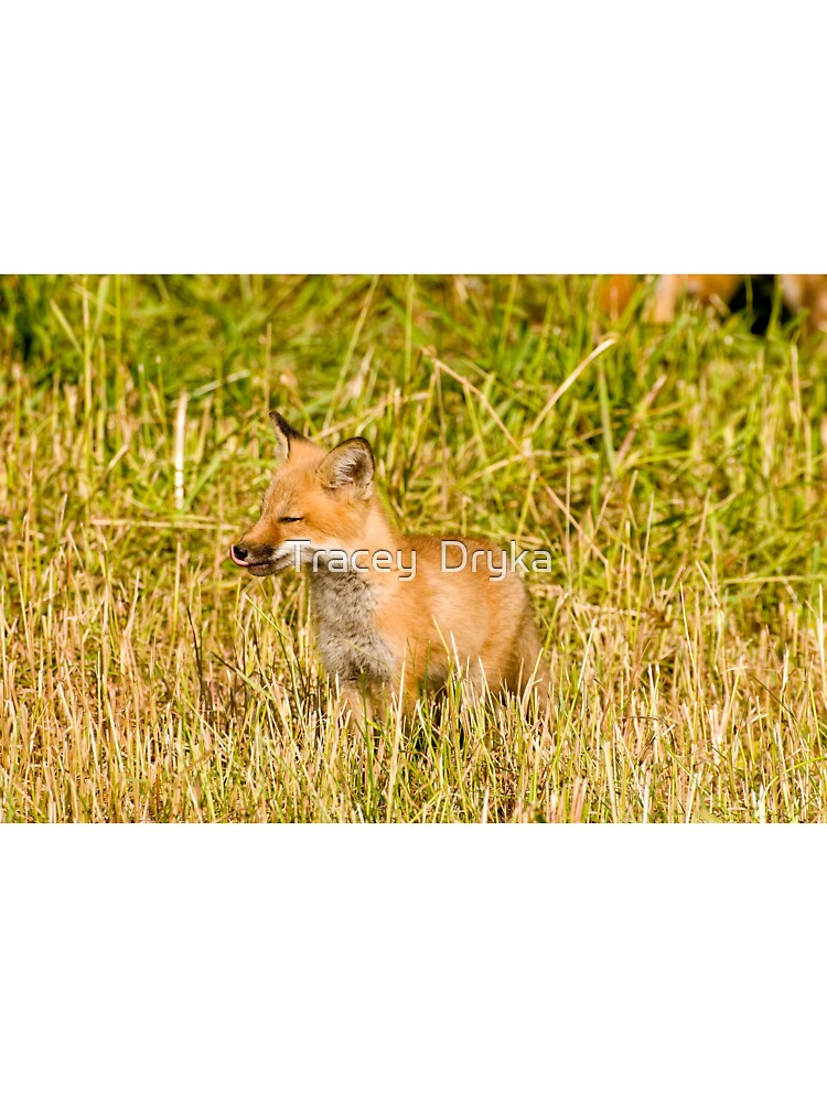 Yummy!! Red fox kit - Ottawa, Ontario by Tracey Dryka