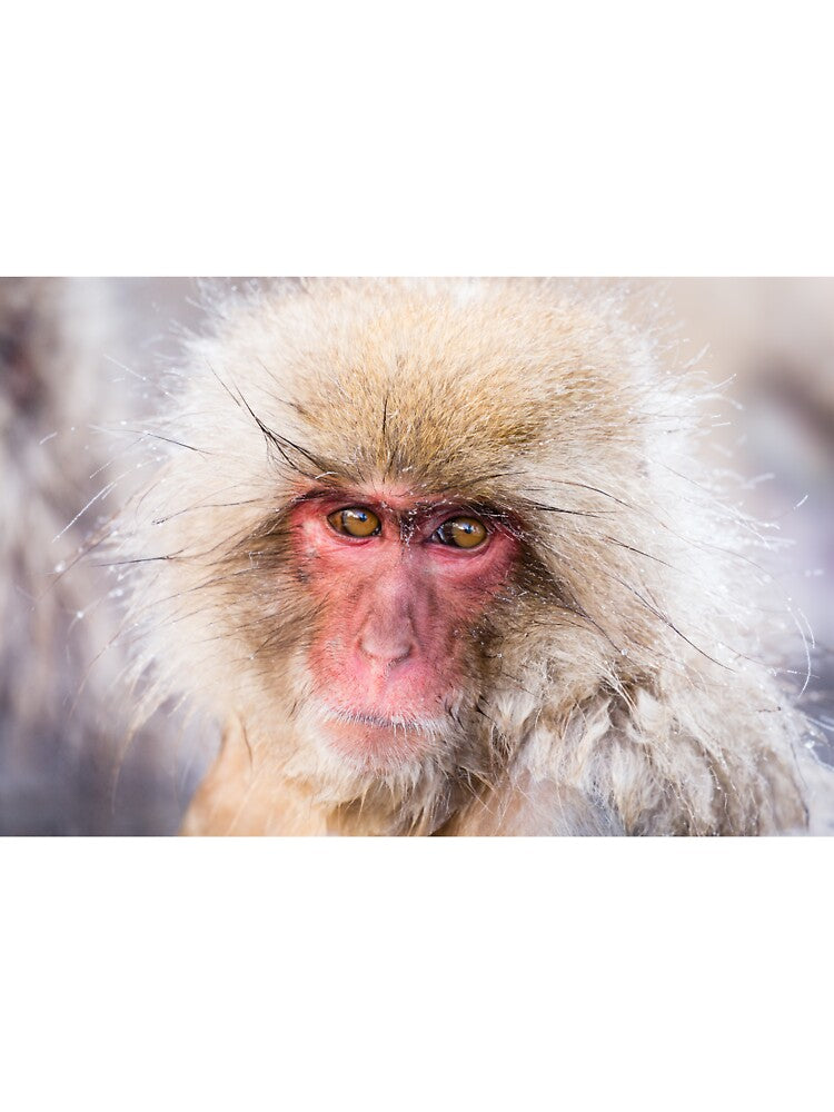 Wildlife Portrait - Snow Monkey (Japan) by Kellie Netherwood