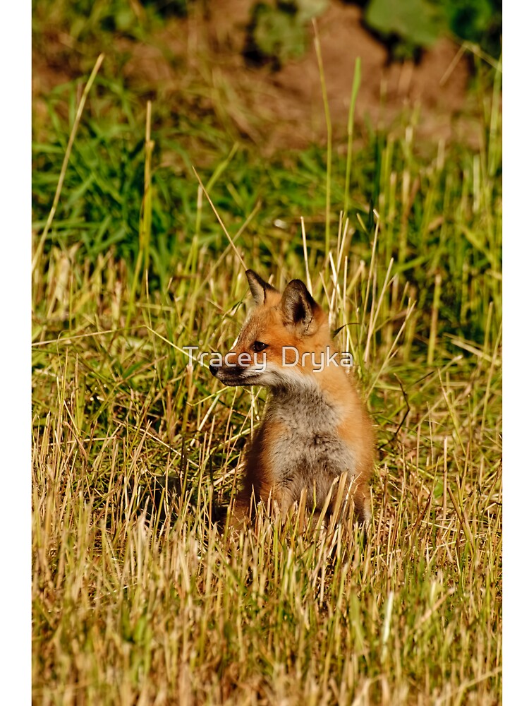 This is my best side! Red fox kit - Ottawa, Ontario by Tracey Dryka