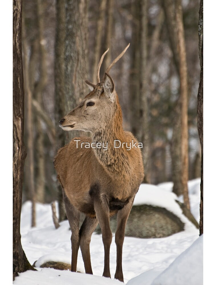 Young buck by Tracey Dryka