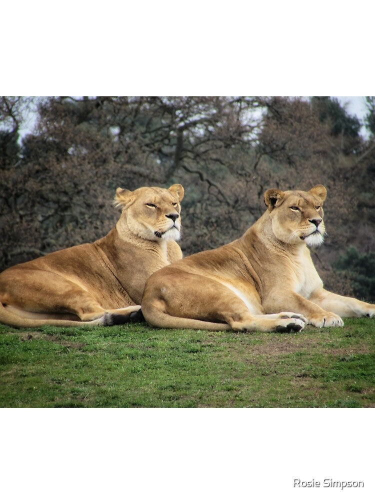 Two Lioness' at Yorkshire Wildlife Park. by Rosie Simpson