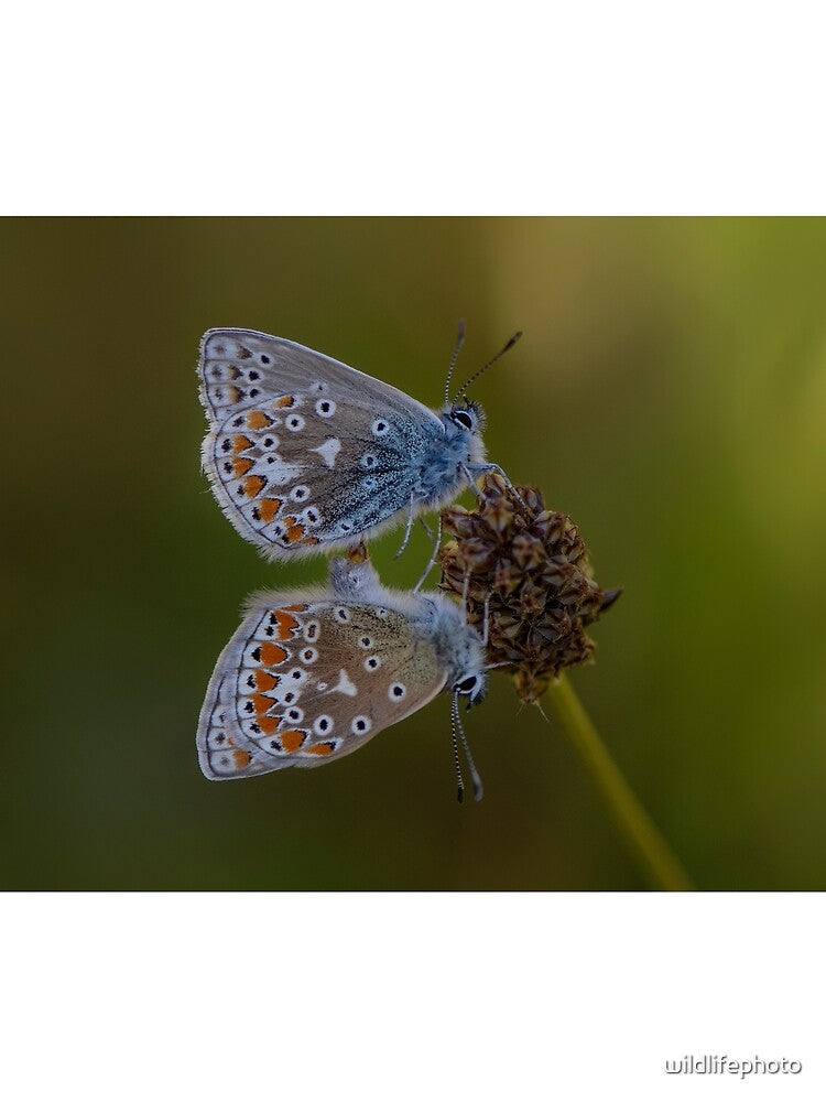 Common Blue butterflies by wildlifephoto