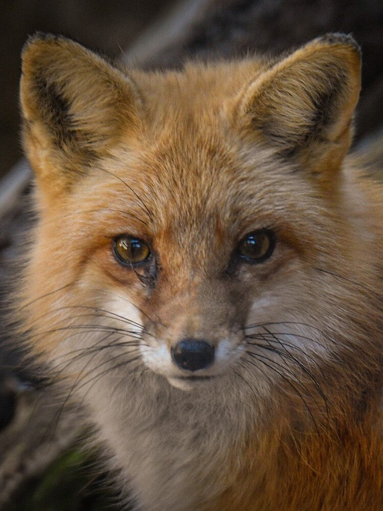 sly red fox stare down by aim4adventure