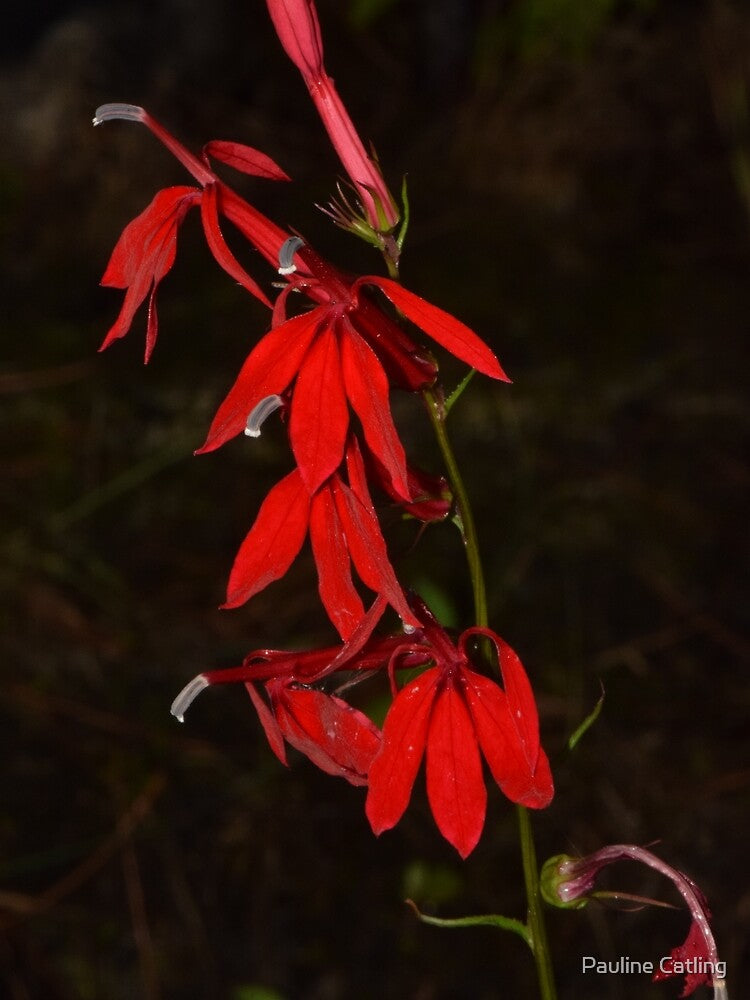 Cardinal Flower (Lobelia cardinalis) by Pauline Catling