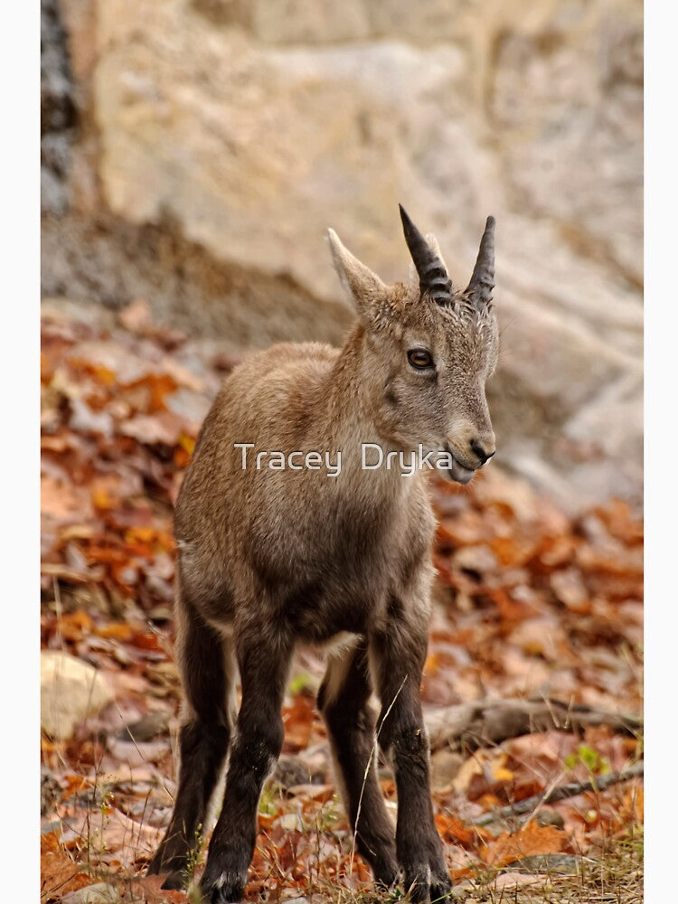 Ibex by Tracey  Dryka
