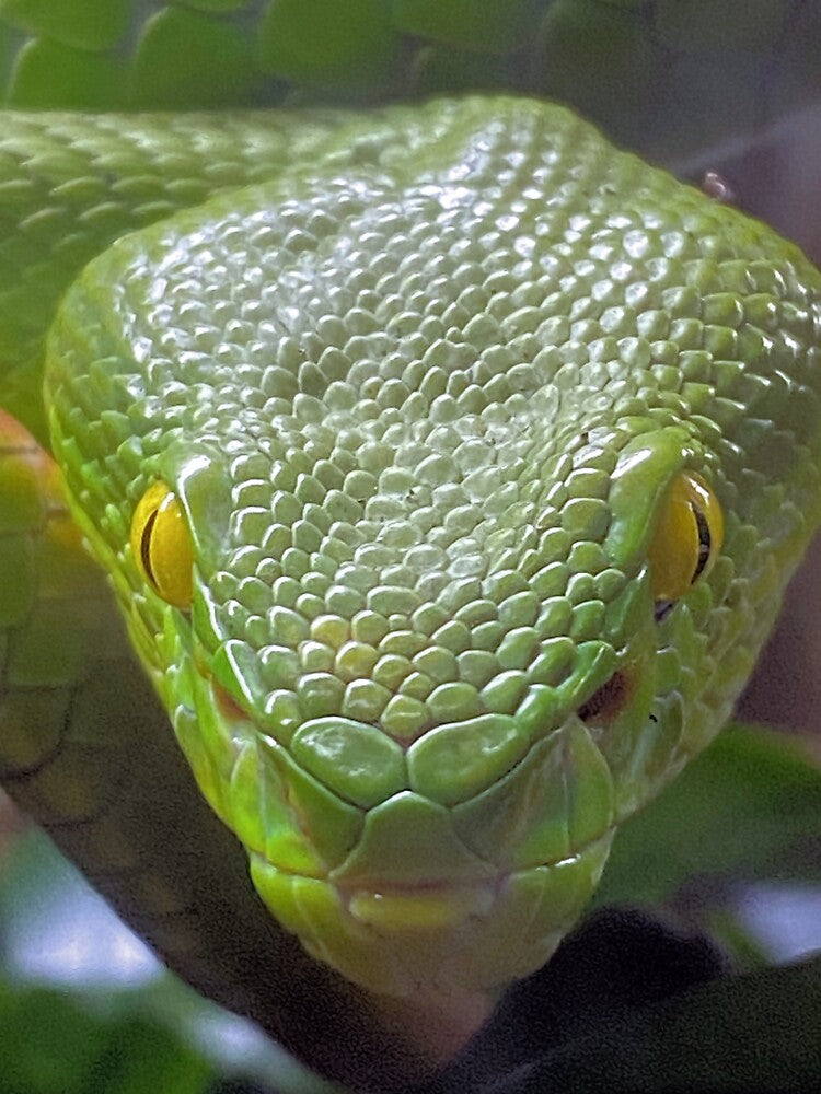 WHITE LIPPED VIPER 2 by BOLLA67