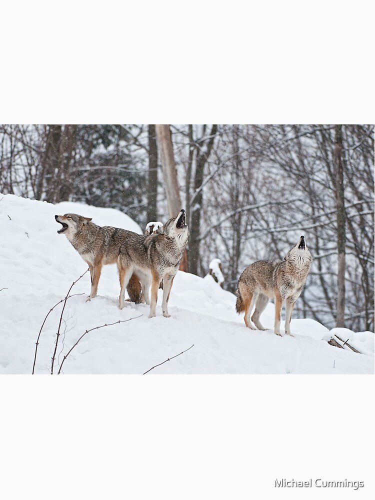Howling Coyotes by Michael Cummings