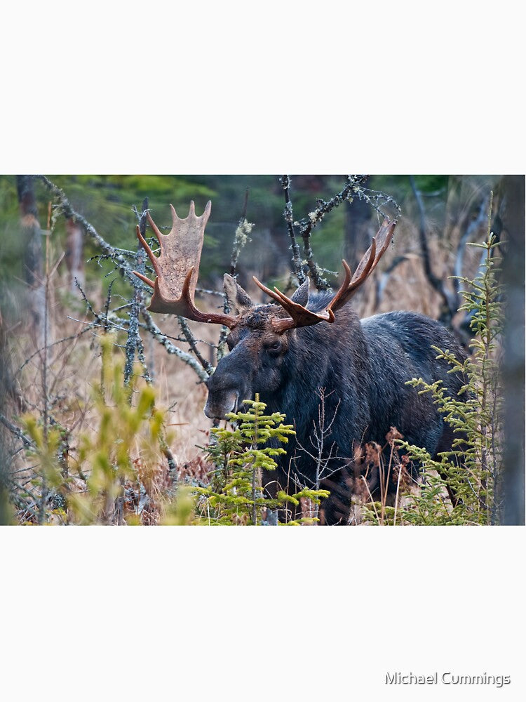 Bull Moose by Michael Cummings