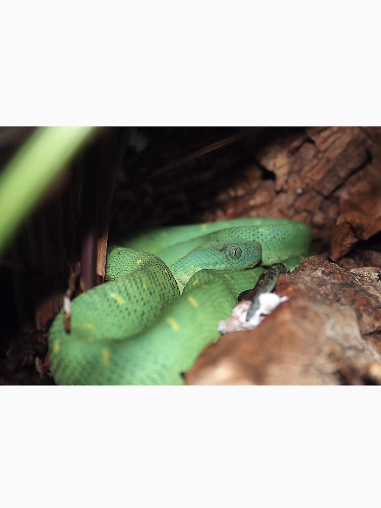 BUSH VIPER 2 by BOLLA67