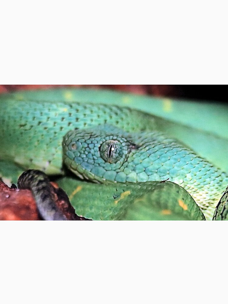 BUSH VIPER 3 by BOLLA67