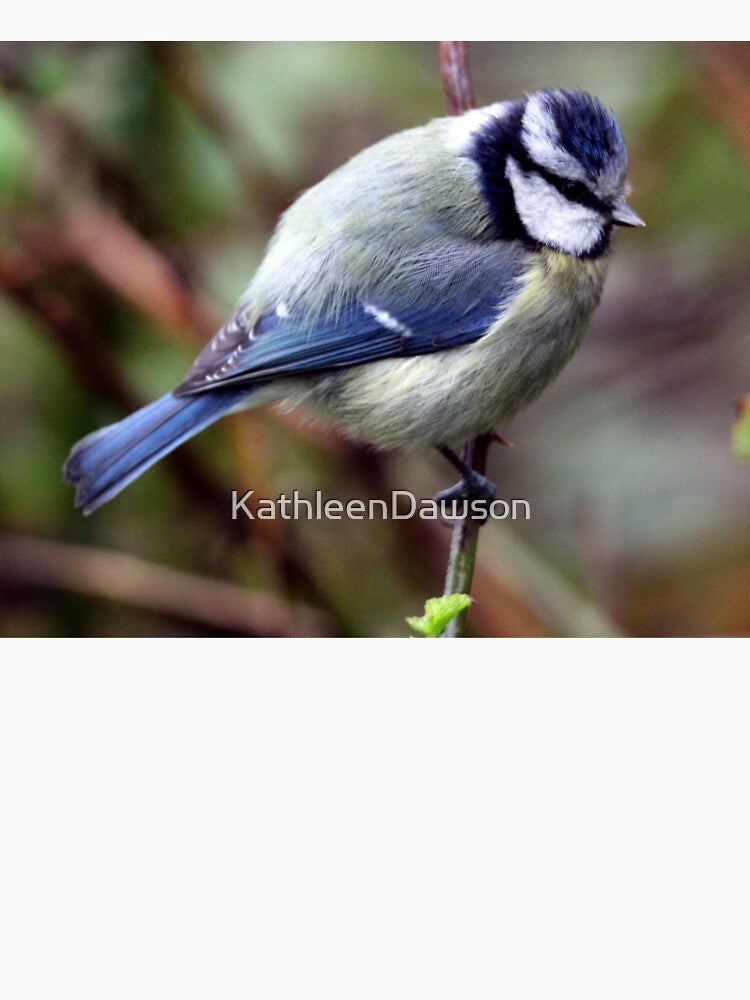 blue tit by KathleenDawson