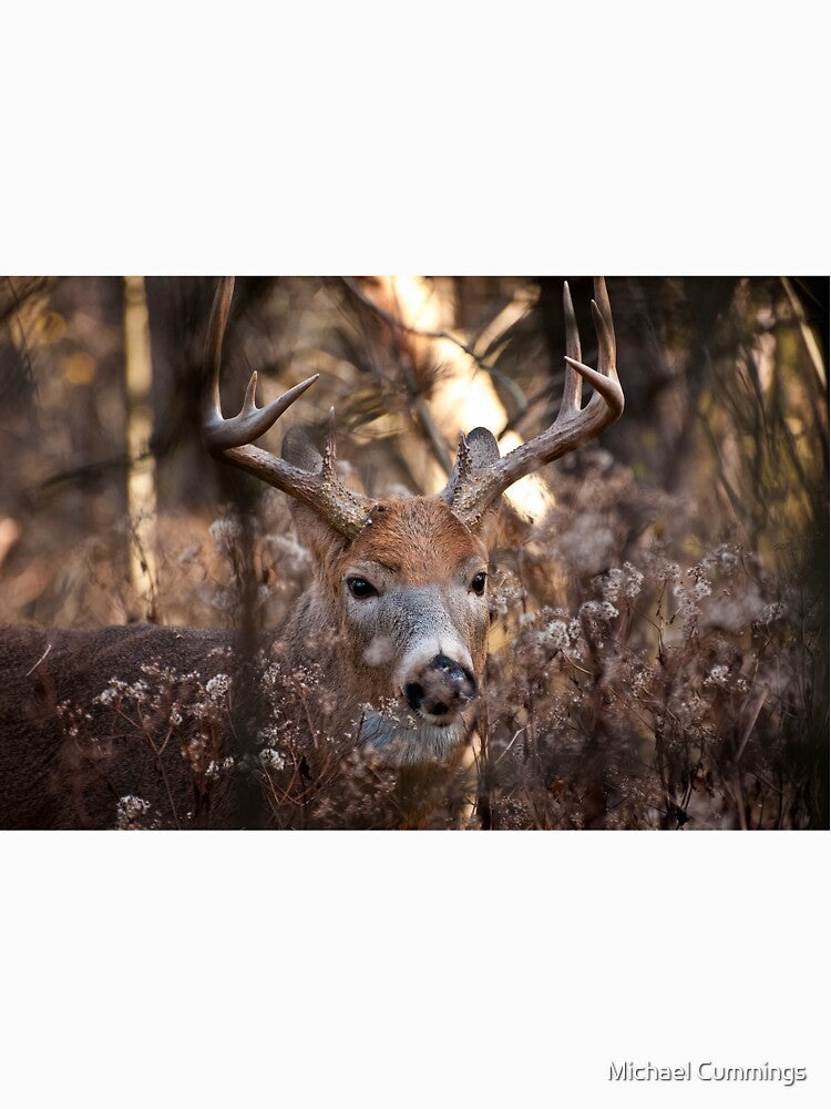White-tailed Deer by Michael Cummings