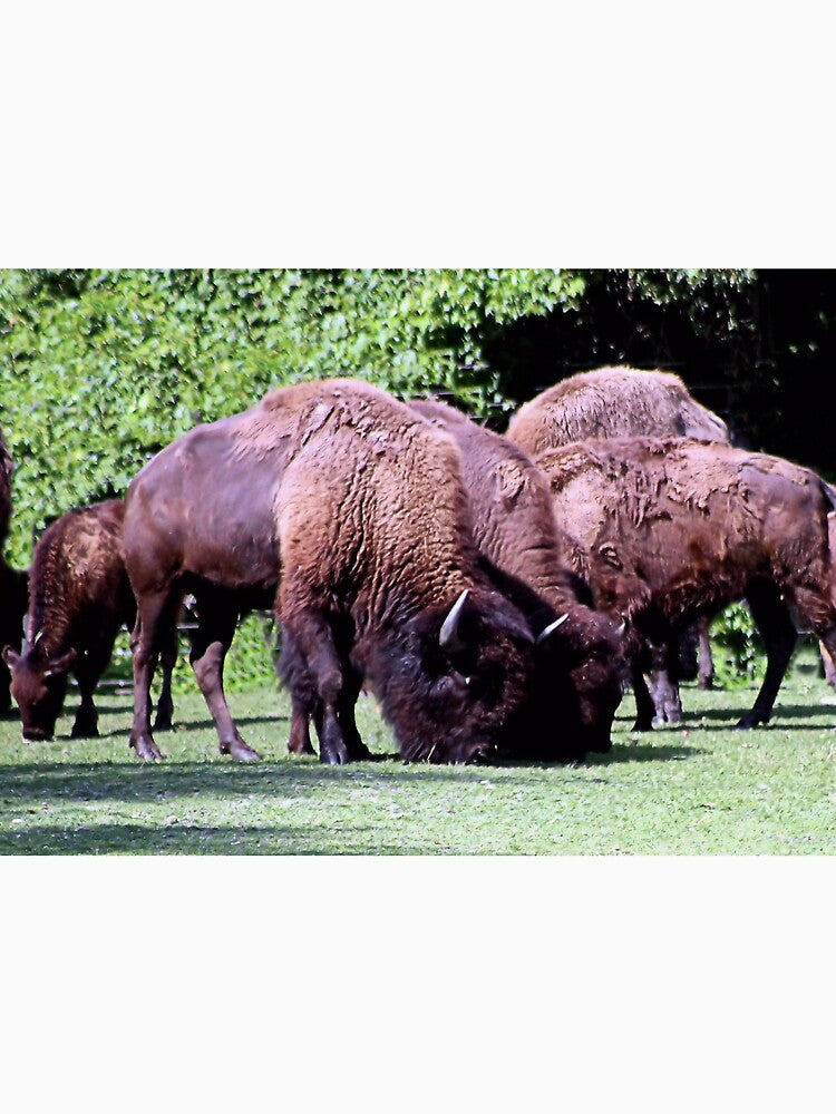 THE HERD by BOLLA67