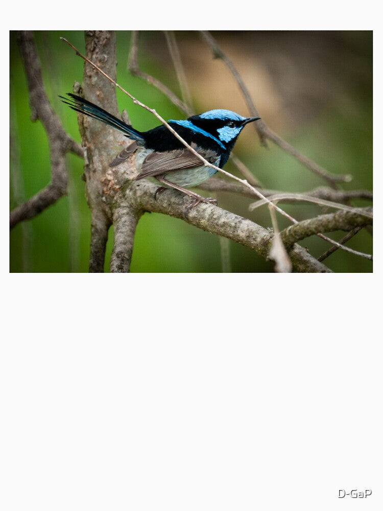 Superb Fairy Wren III by D-GaP