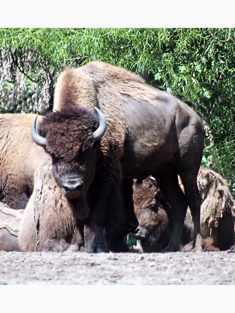 WHERE THE BUFFALO ROAM by BOLLA67