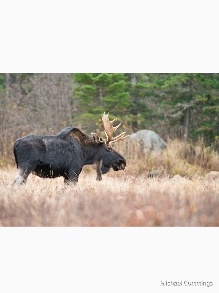 Bull Moose In Field by Michael Cummings