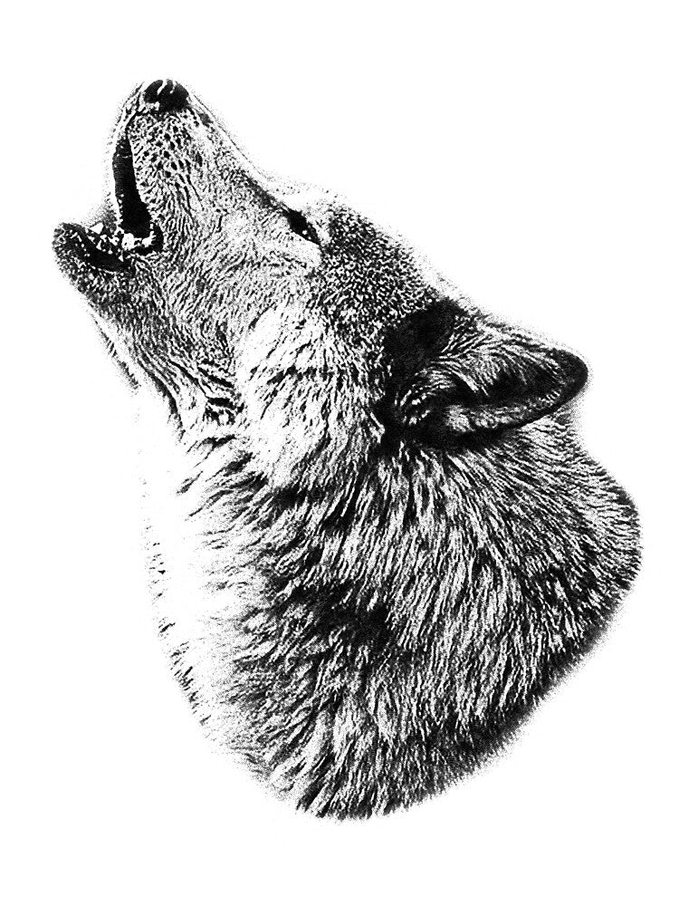 Wolf Howling. Digital Wildlife Image. by Digital Eclectica