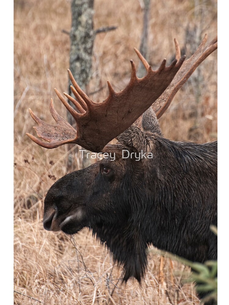 Bull moose - Algonquin Park, Ontario by Tracey  Dryka