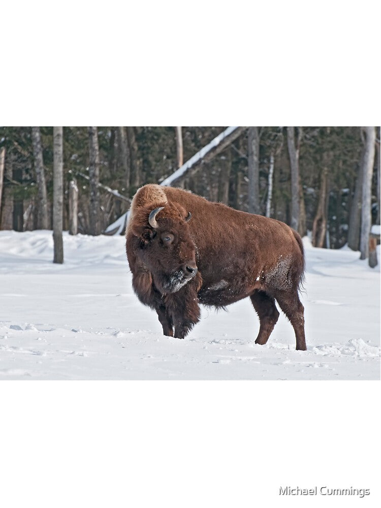 Bison In Snow by Michael Cummings