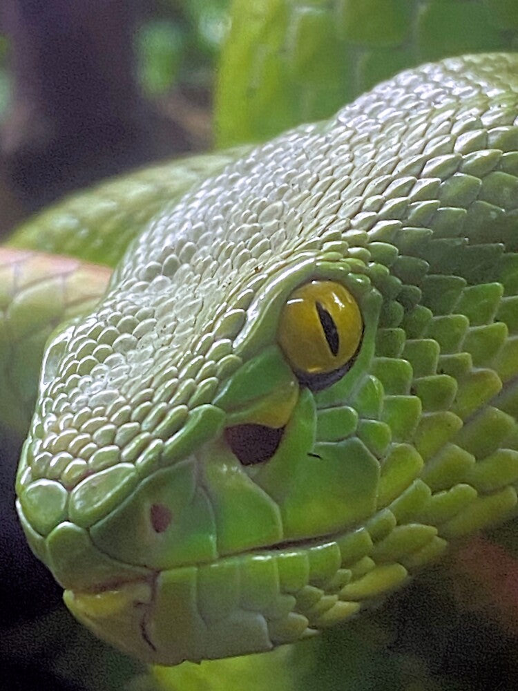 WHITE LIPPED VIPER 3 by BOLLA67