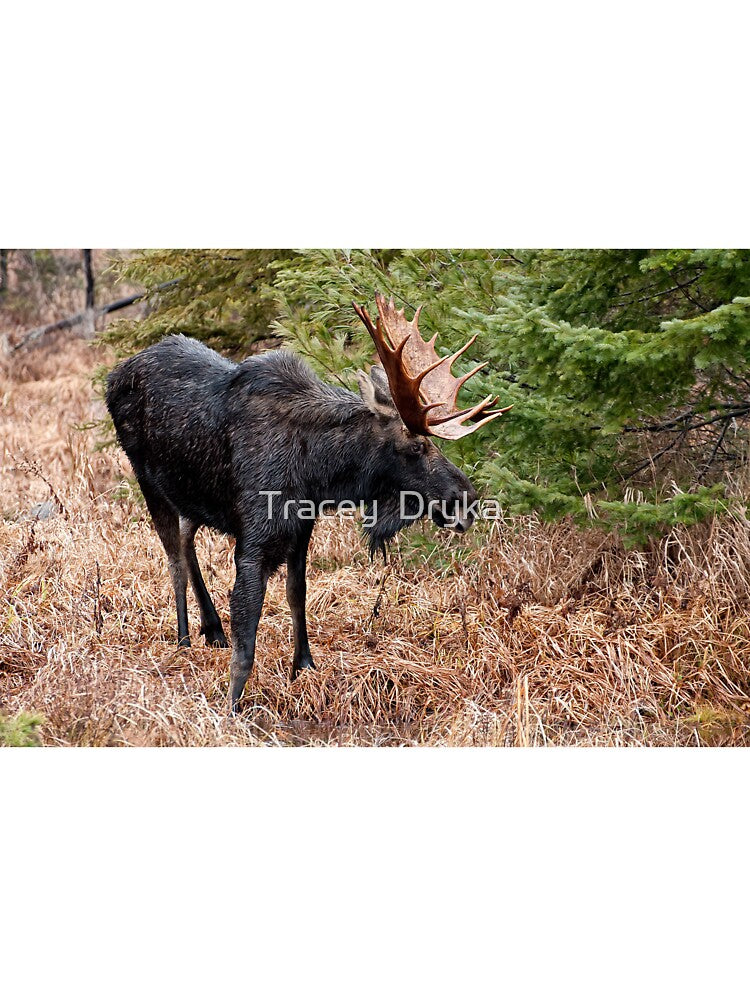Bullwinkle - Algonquin Park, Ontario by Tracey  Dryka