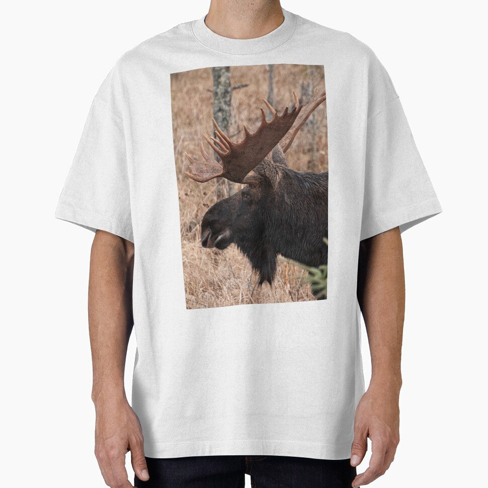 Bull moose - Algonquin Park, Ontario by Tracey  Dryka