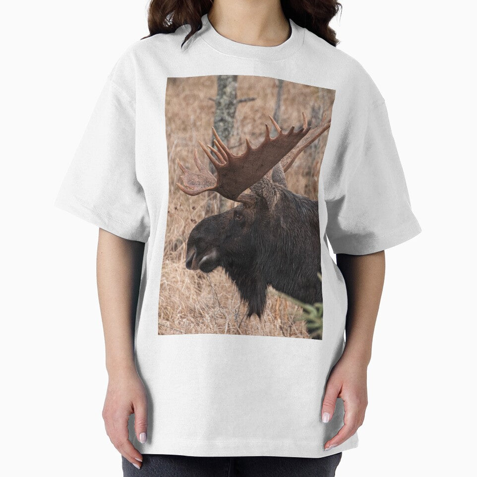 Bull moose - Algonquin Park, Ontario by Tracey  Dryka